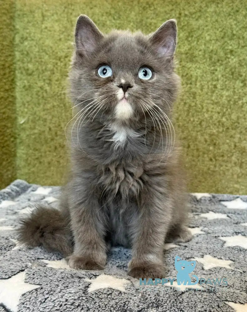 Luna British Longhair female blue live animals