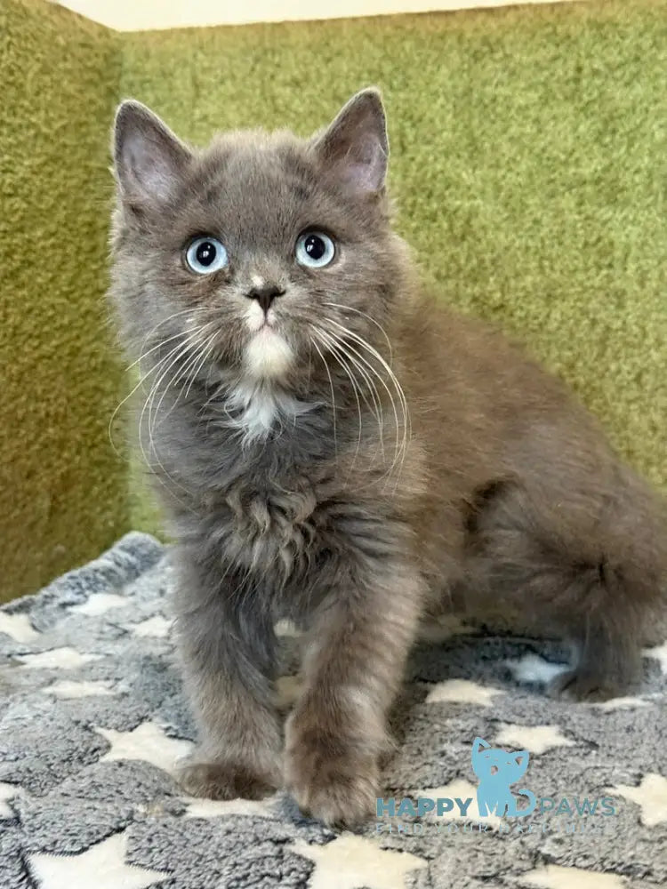 Luna British Longhair female blue live animals