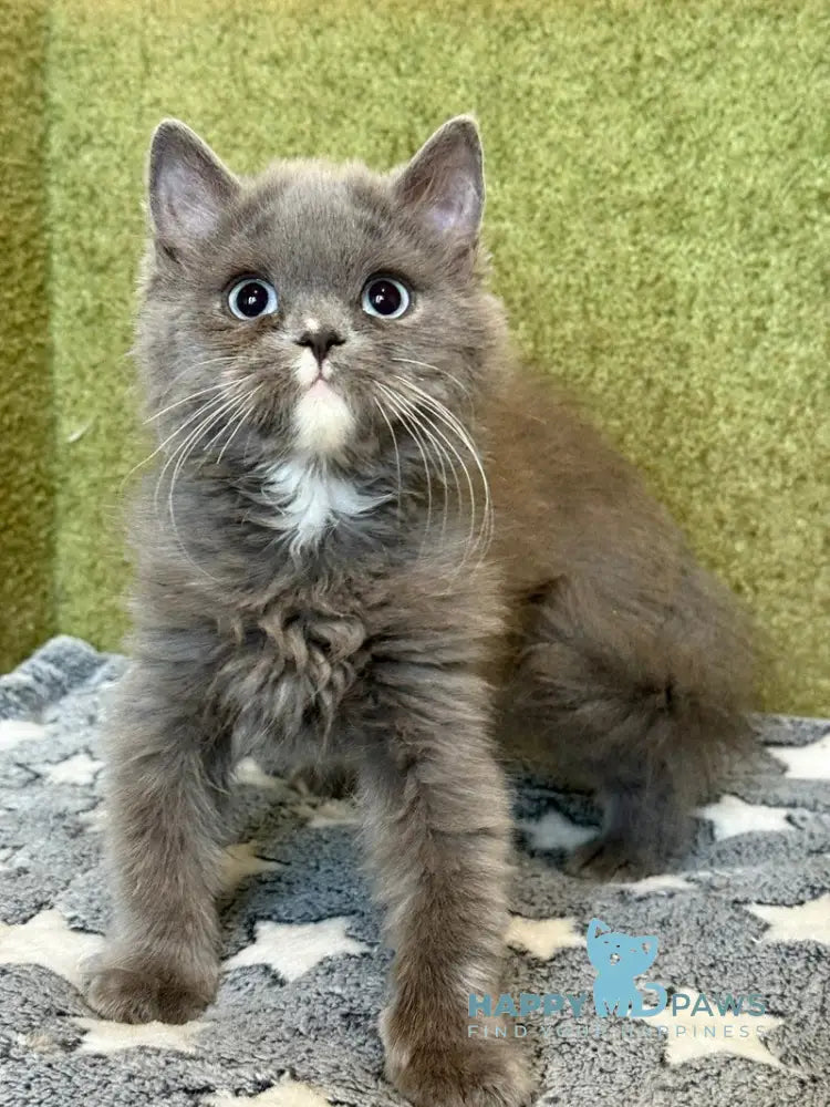 Luna British Longhair female blue live animals