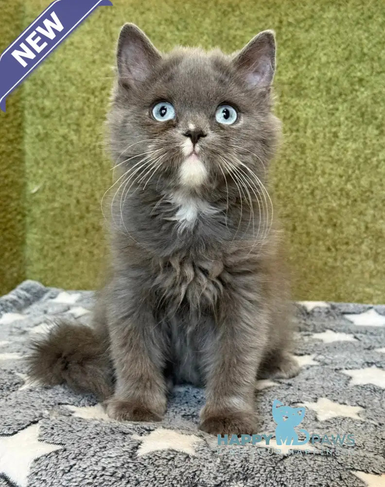 Luna British Longhair female blue live animals