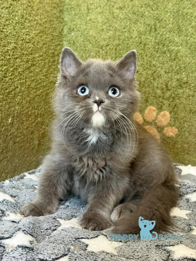 Luna British Longhair female blue live animals