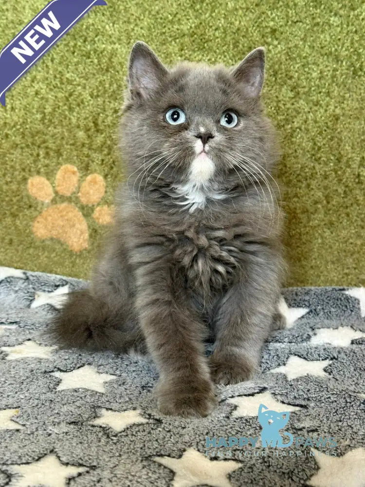 Luna British Longhair female blue live animals