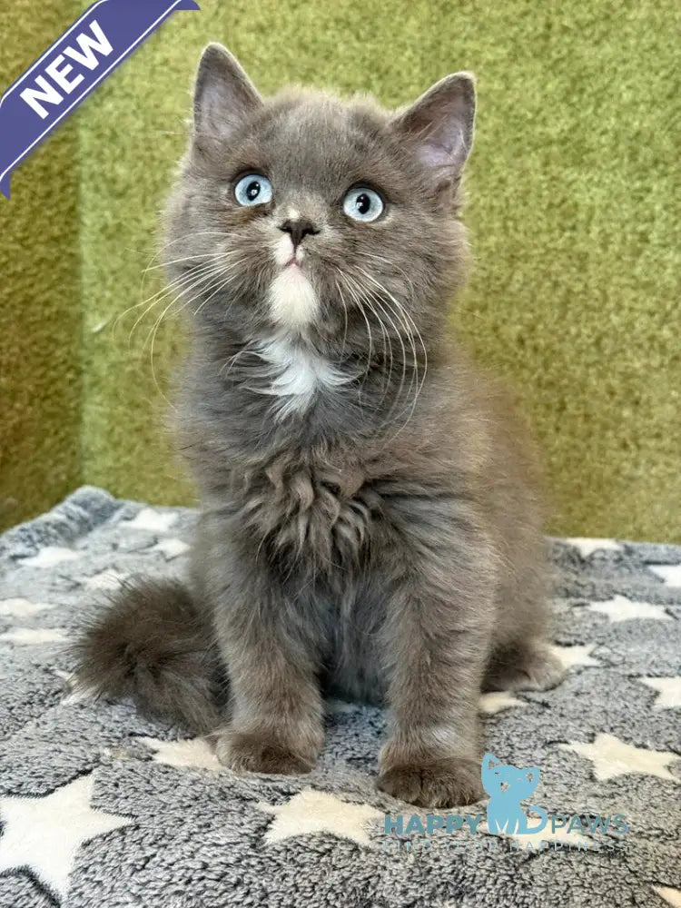 Luna British Longhair female blue live animals