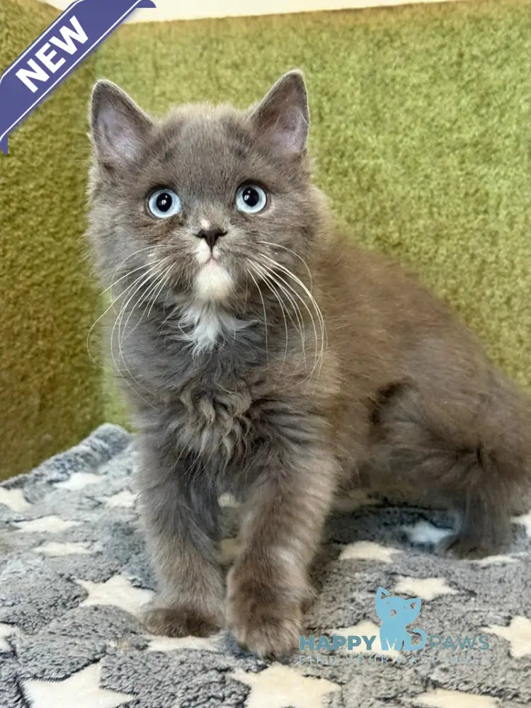 Luna British Longhair female blue live animals