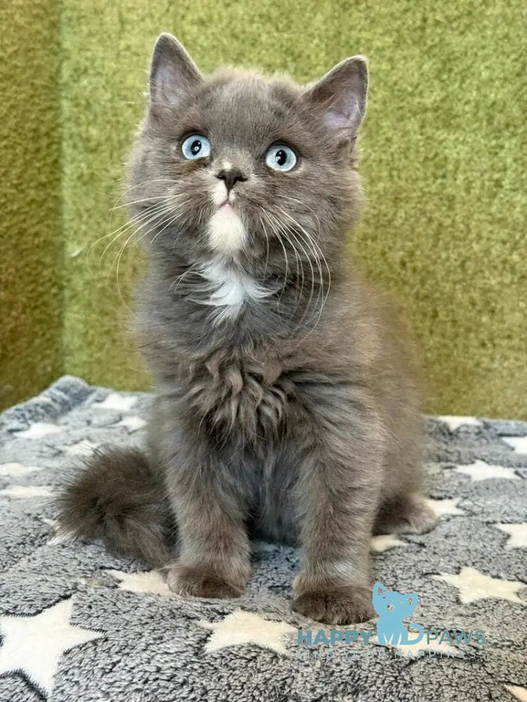 Luna British Longhair female blue live animals