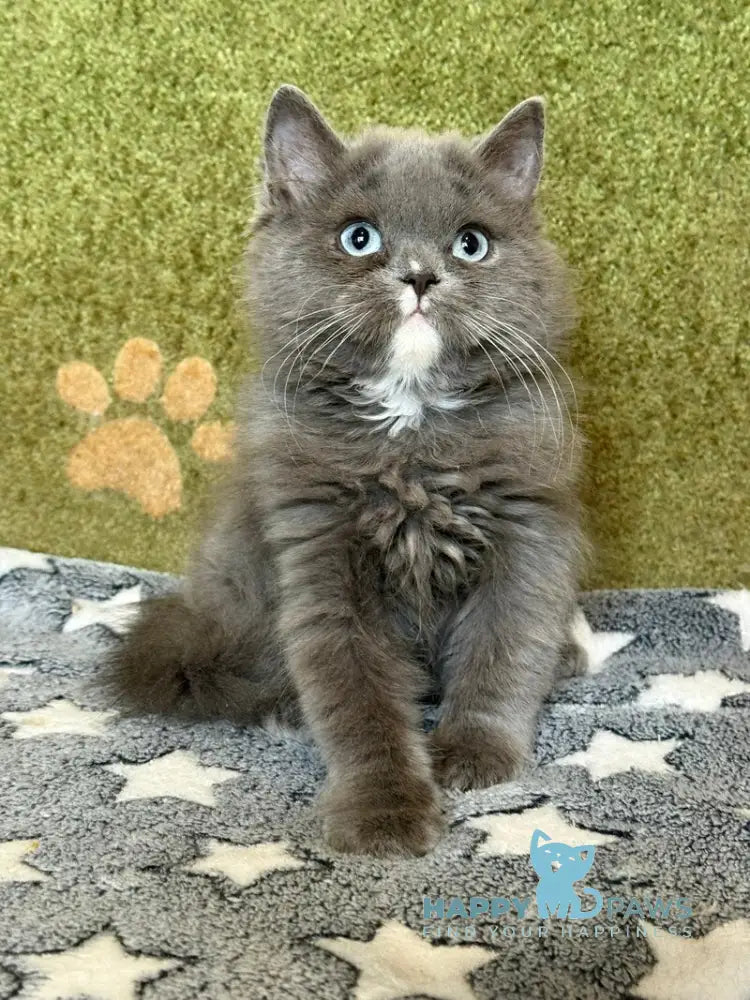 Luna British Longhair female blue live animals