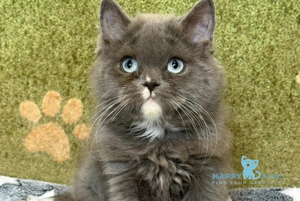 Luna British Longhair female blue live animals