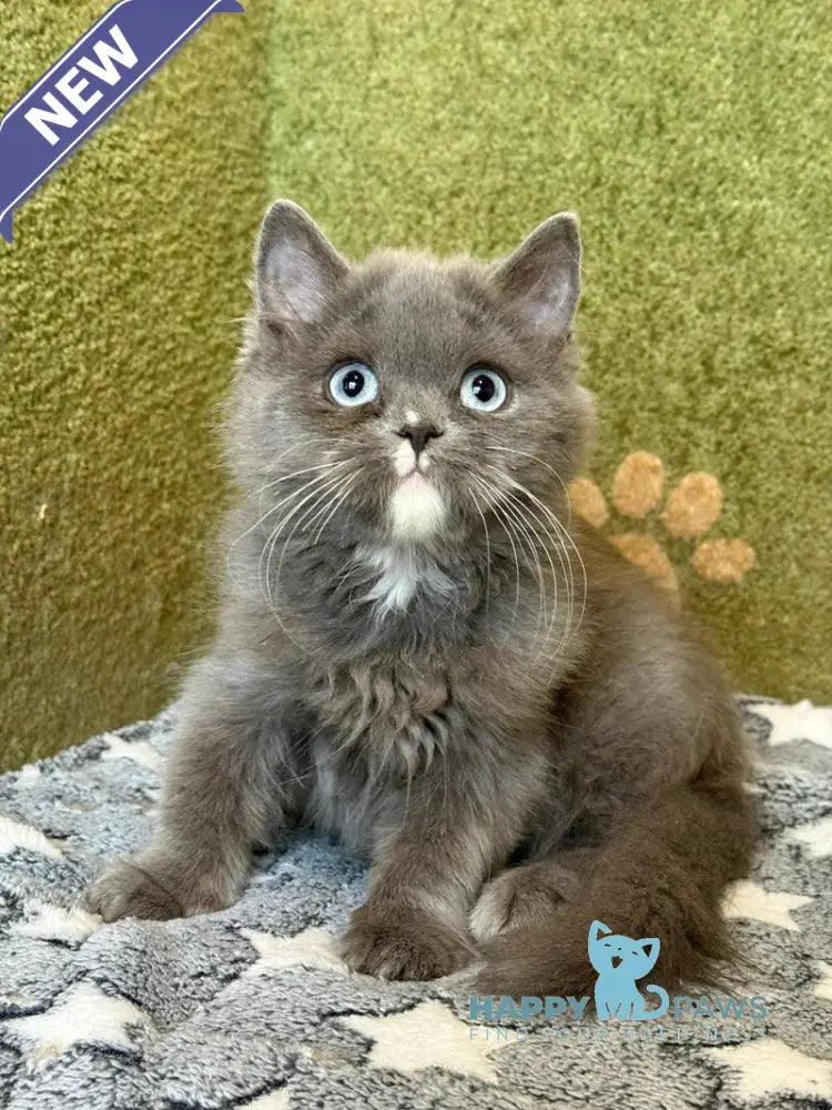 Luna British Longhair female blue live animals