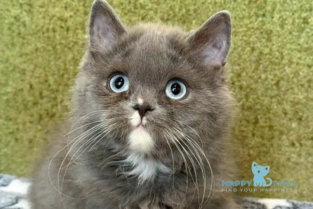 Luna British Longhair female blue live animals