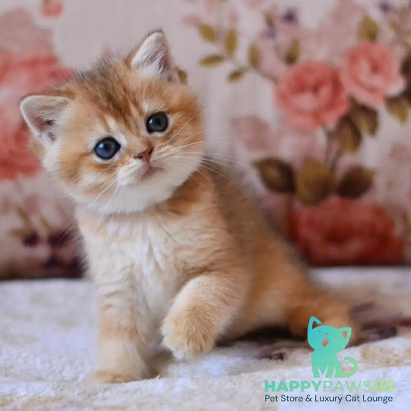 Luna British Shorthair female black golden shaded
