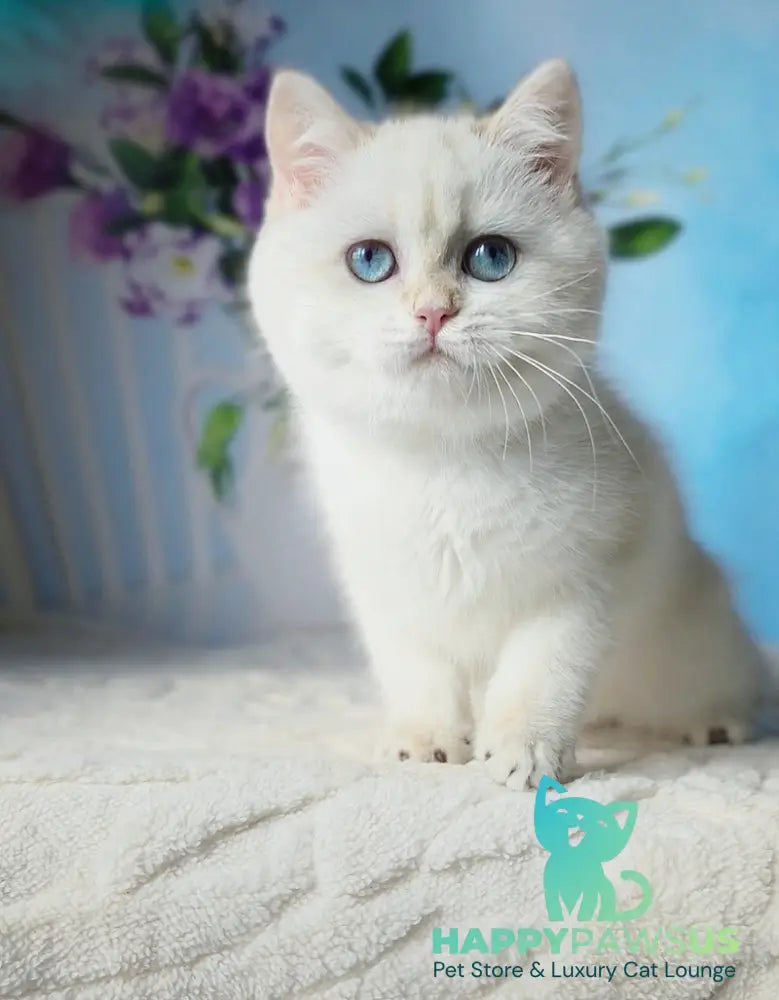 Luna British Shorthair female black golden shaded pointed - live animals