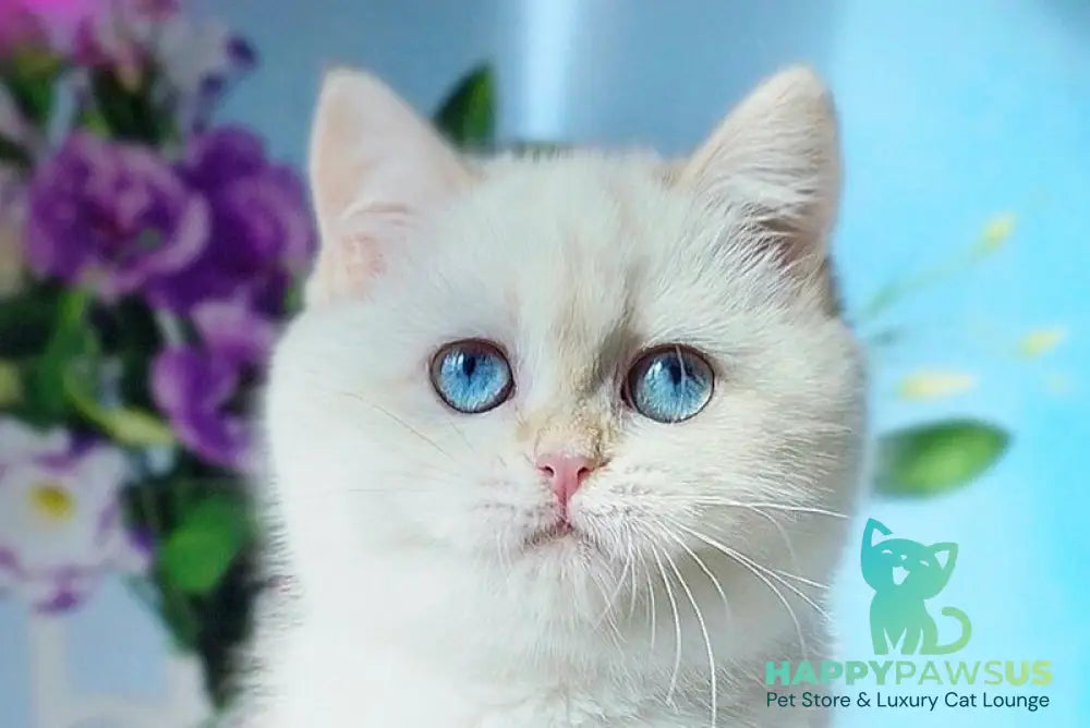 Luna British Shorthair female black golden shaded pointed - live animals