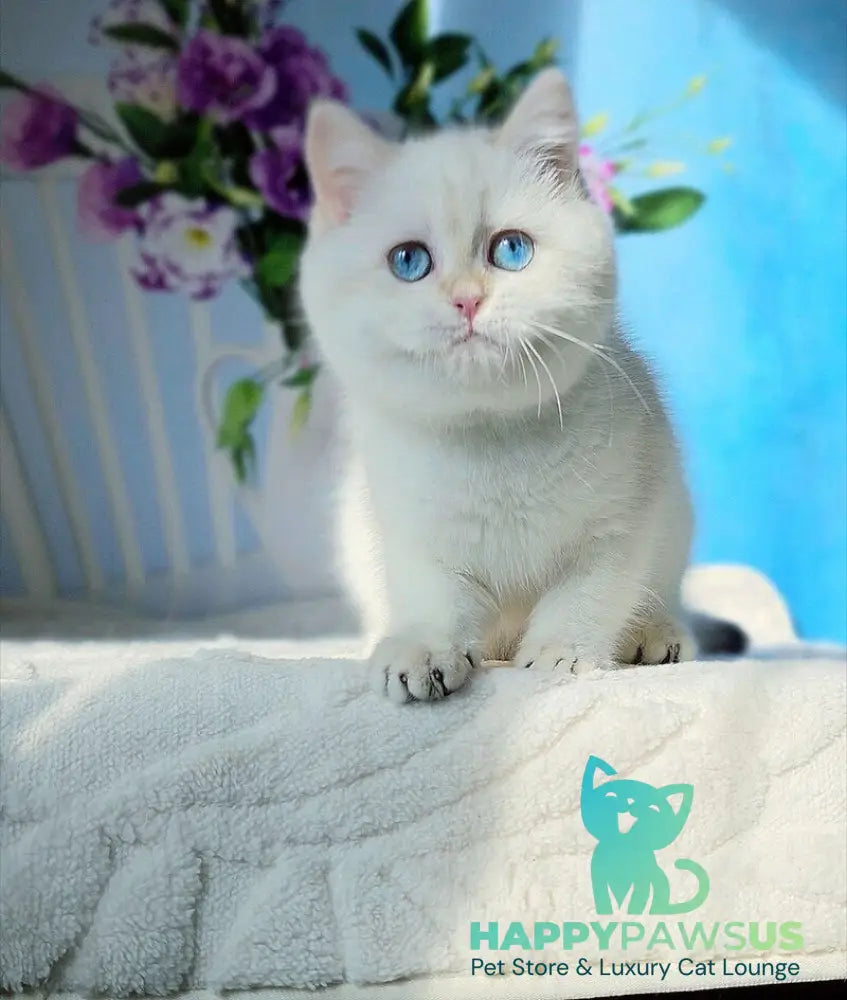 Luna British Shorthair female black golden shaded pointed - live animals