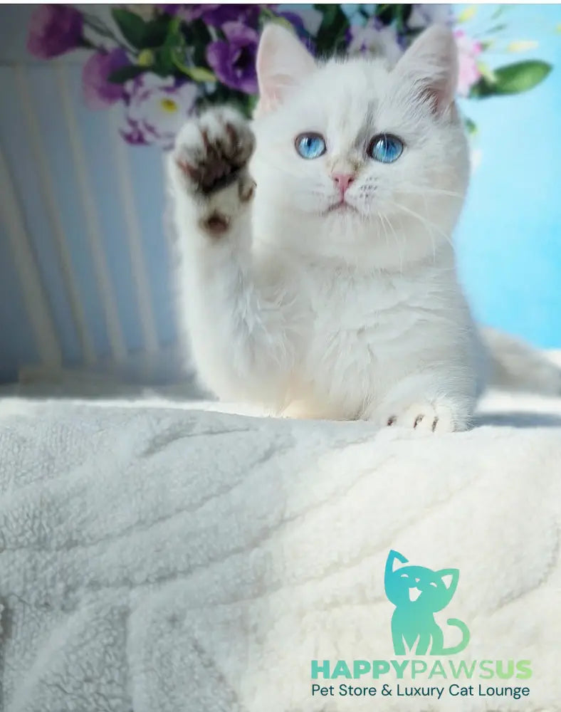 Luna British Shorthair female black golden shaded pointed - live animals