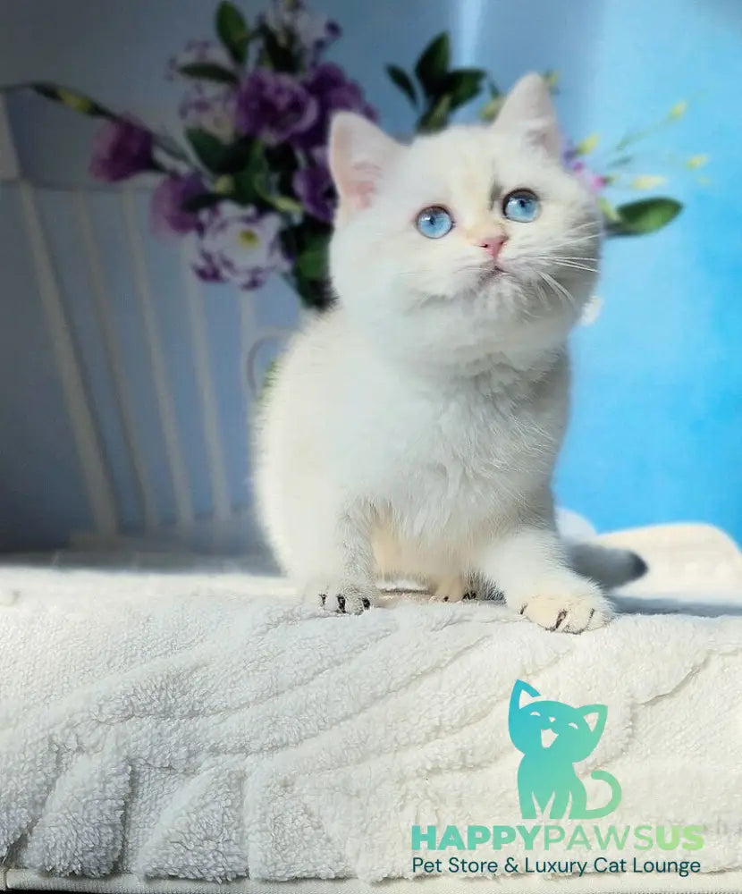 Luna British Shorthair female black golden shaded pointed - live animals