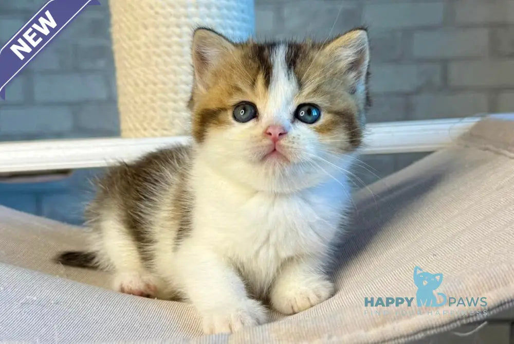 Luna British Shorthair female black ticked tabby bicolour live animals