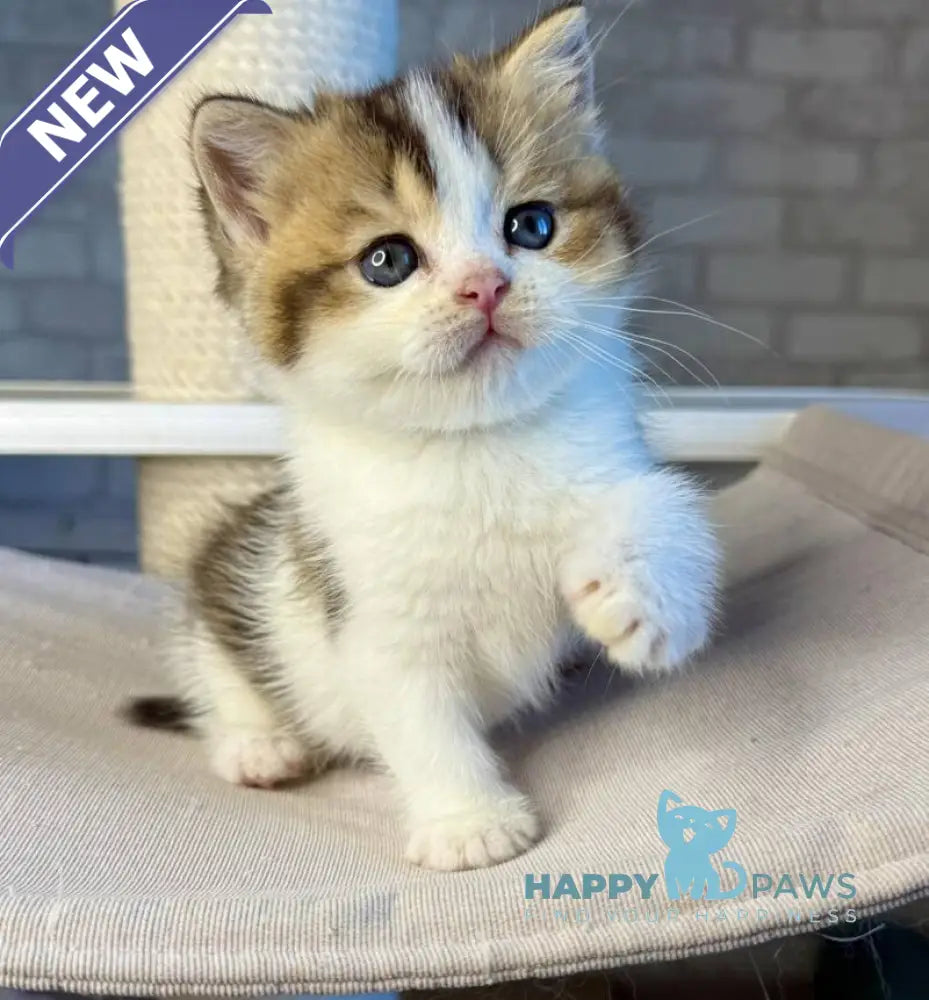 Luna British Shorthair female black ticked tabby bicolour live animals
