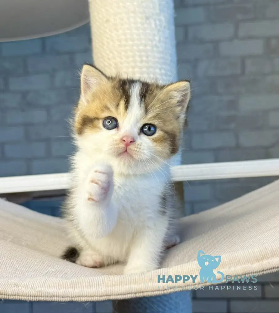 Luna British Shorthair female black ticked tabby bicolour live animals