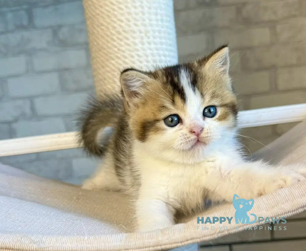 Luna British Shorthair female black ticked tabby bicolour live animals