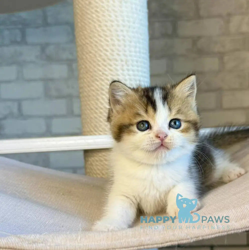 Luna British Shorthair female black ticked tabby bicolour live animals