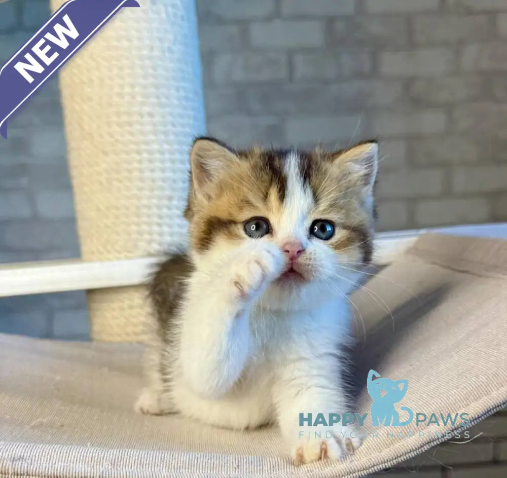 Luna British Shorthair female black ticked tabby bicolour live animals