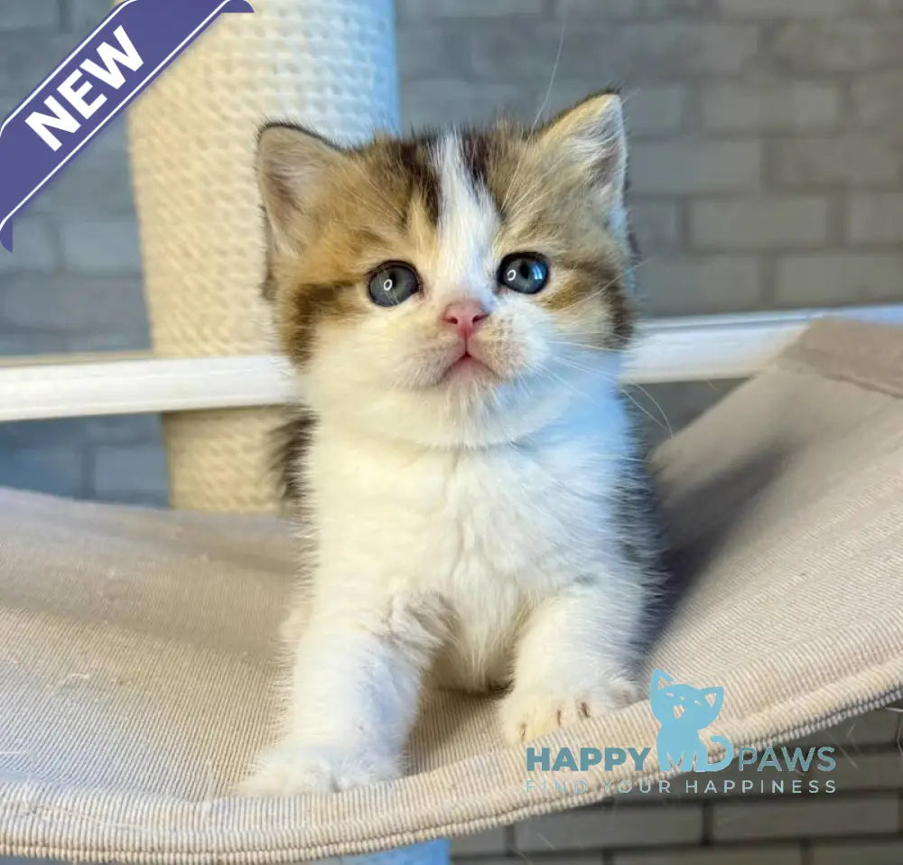 Luna British Shorthair female black ticked tabby bicolour live animals