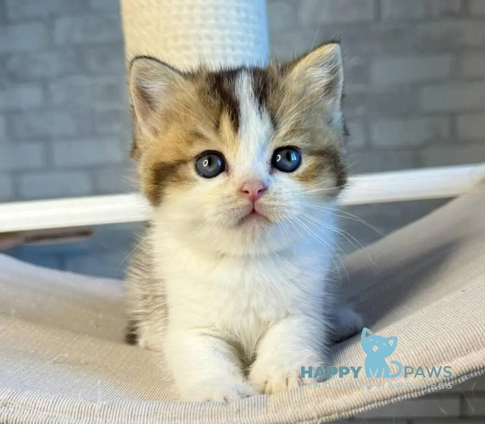 Luna British Shorthair female black ticked tabby bicolour live animals