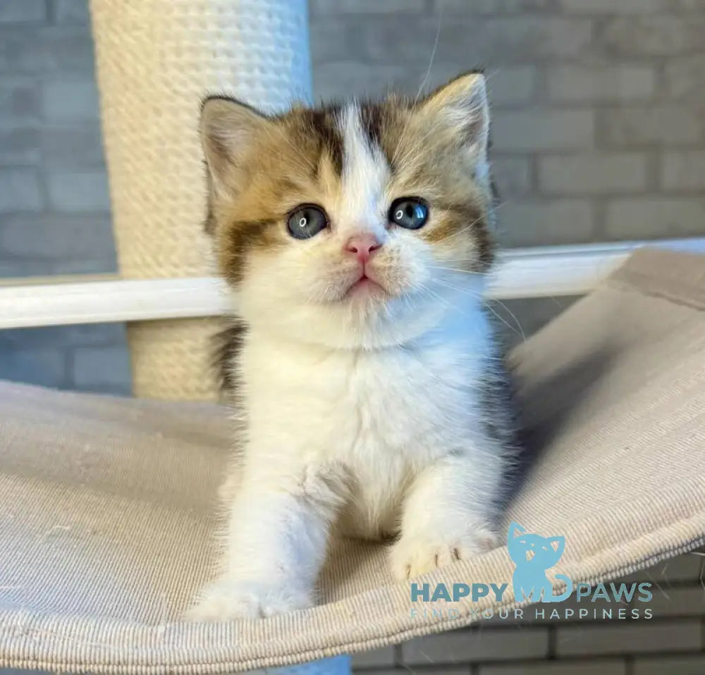 Luna British Shorthair female black ticked tabby bicolour live animals