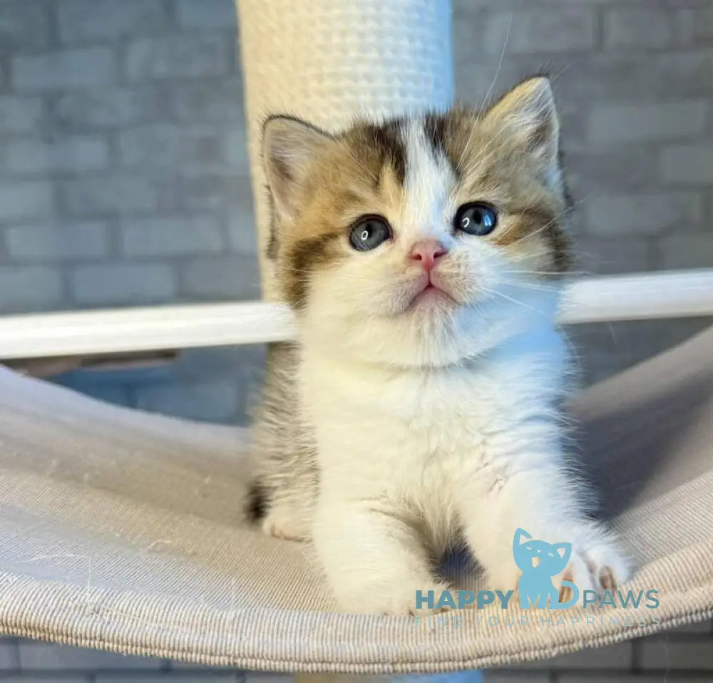 Luna British Shorthair female black ticked tabby bicolour live animals