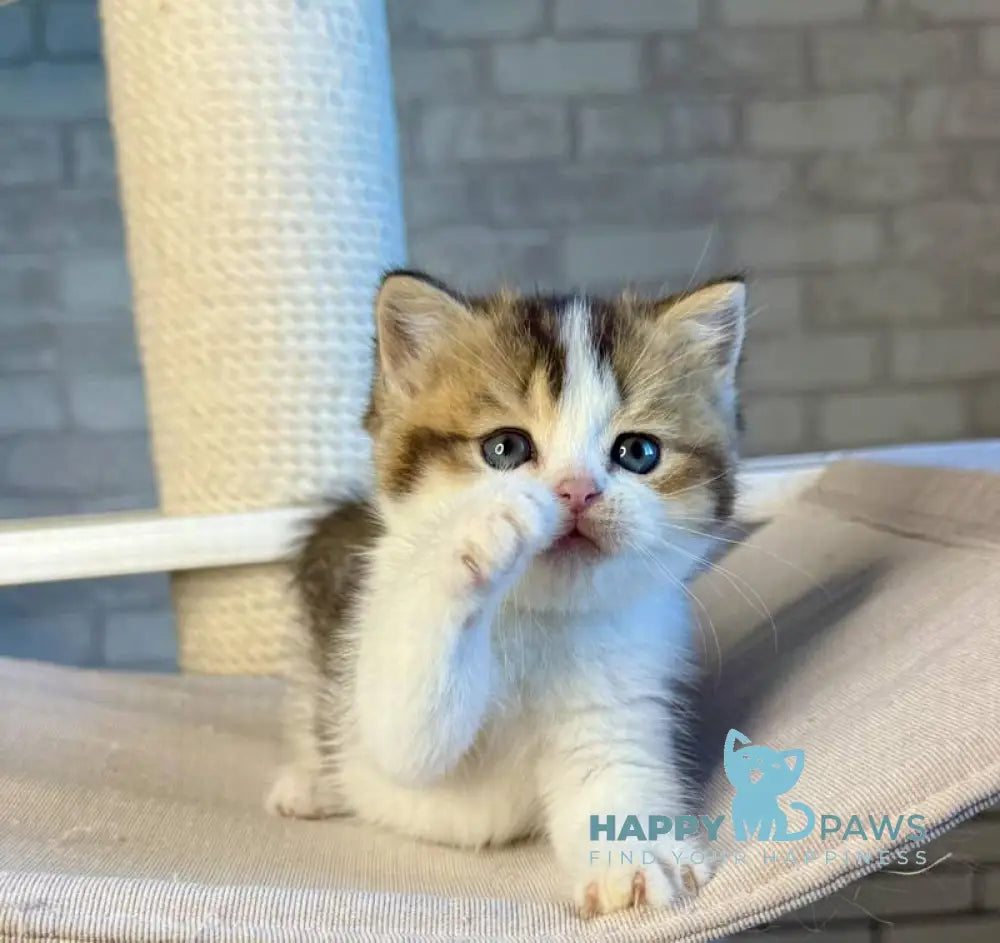 Luna British Shorthair female black ticked tabby bicolour live animals