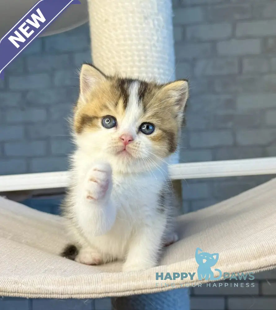 Luna British Shorthair female black ticked tabby bicolour live animals