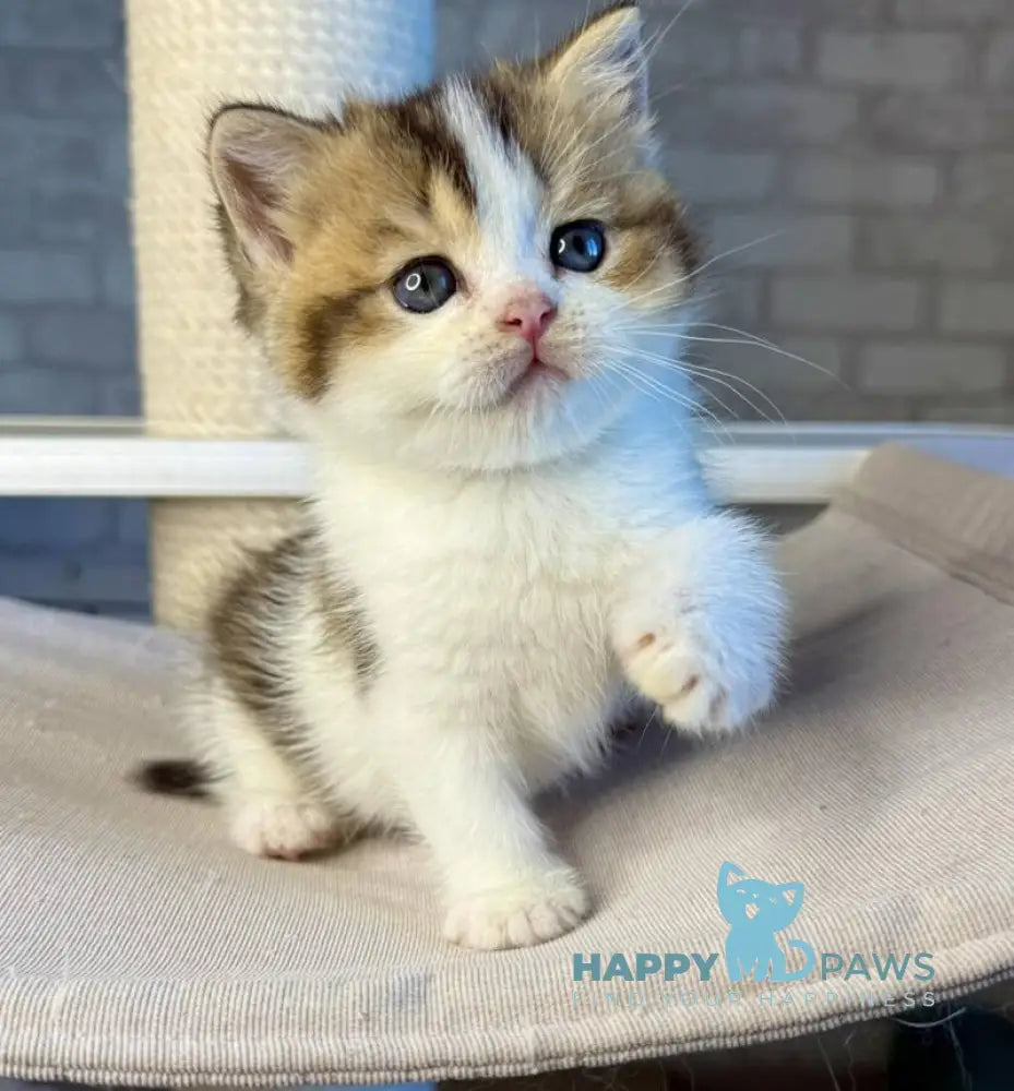 Luna British Shorthair female black ticked tabby bicolour live animals