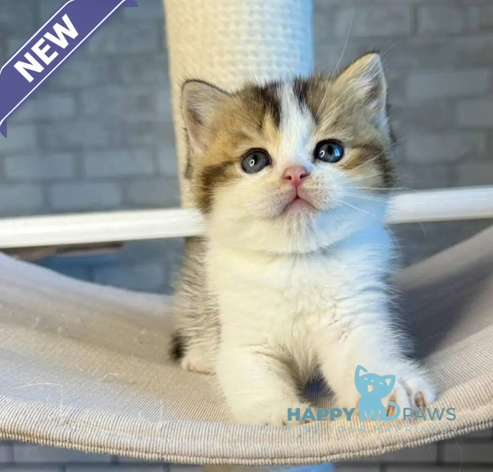 Luna British Shorthair female black ticked tabby bicolour live animals