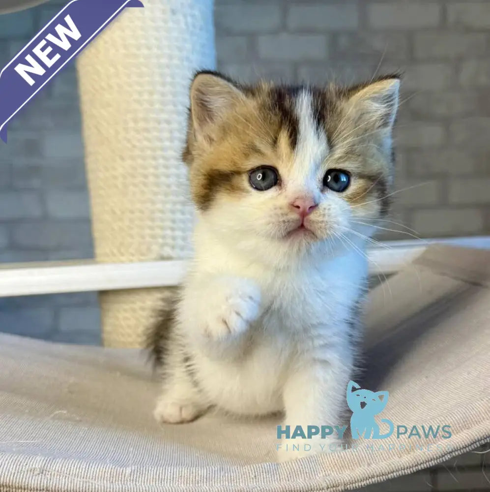 Luna British Shorthair female black ticked tabby bicolour live animals