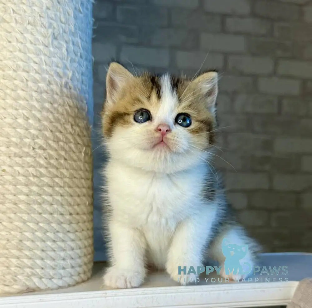 Luna British Shorthair female black ticked tabby bicolour live animals