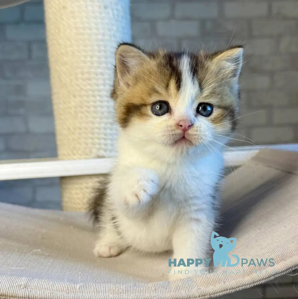 Luna British Shorthair female black ticked tabby bicolour live animals