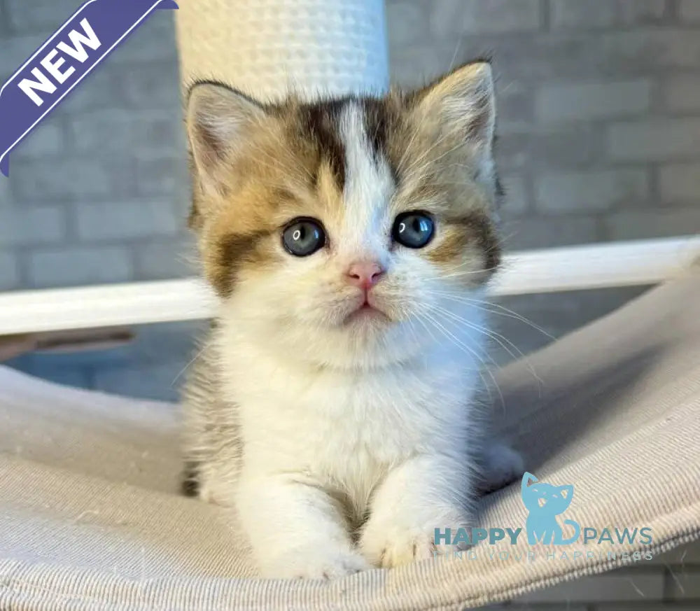 Luna British Shorthair female black ticked tabby bicolour live animals