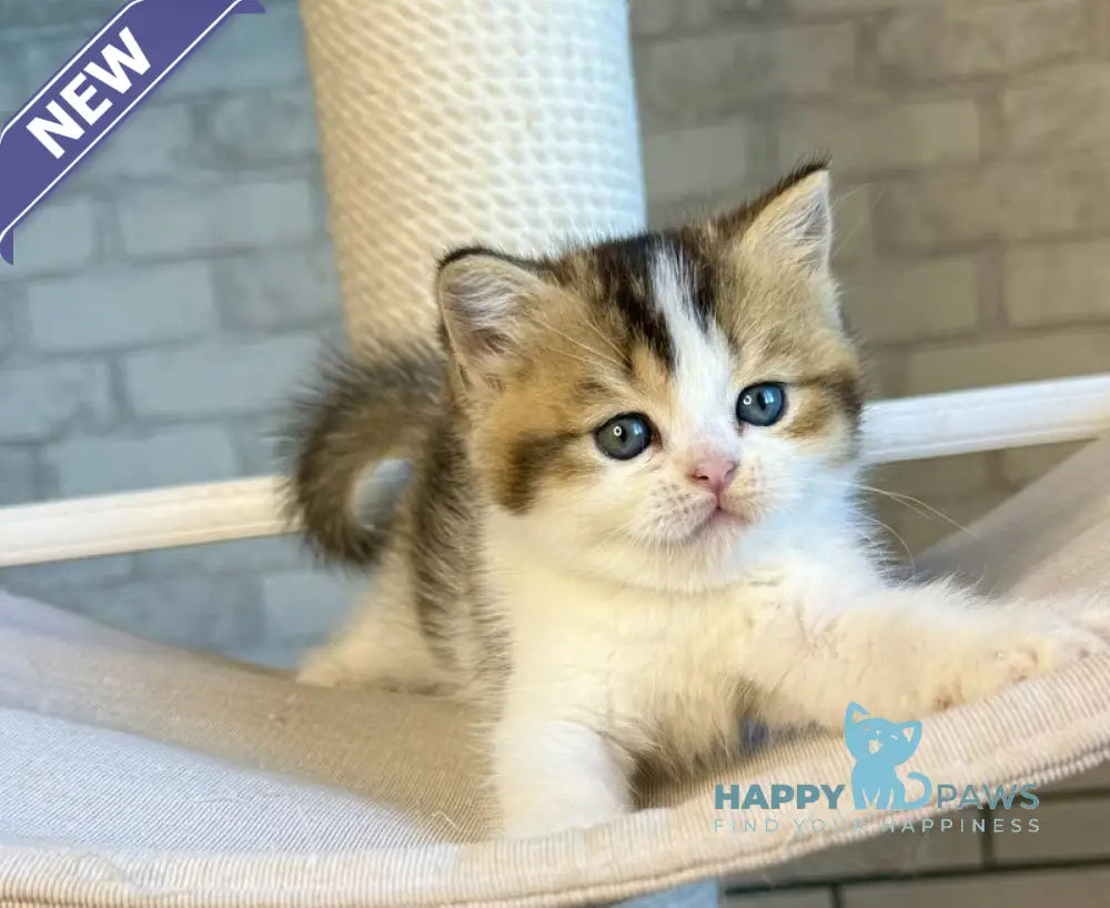 Luna British Shorthair female black ticked tabby bicolour live animals