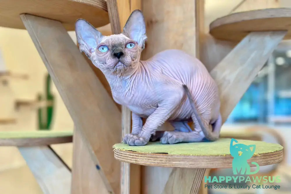 Luna Canadian Sphynx female blue pointed - live animals