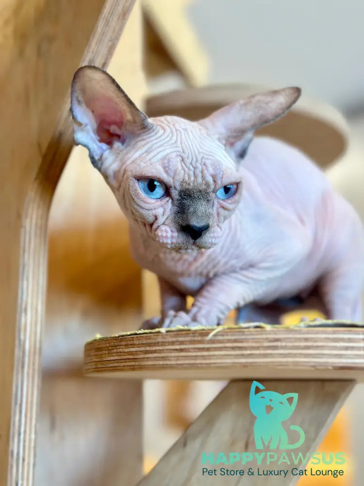 Luna Canadian Sphynx female blue pointed - live animals