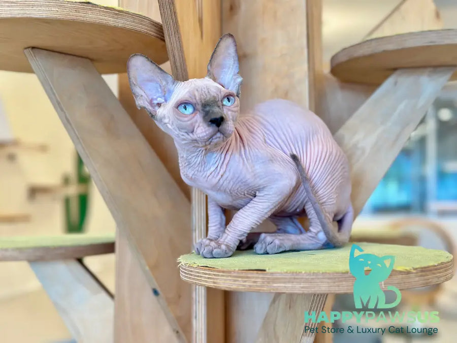 Luna Canadian Sphynx female blue pointed - live animals