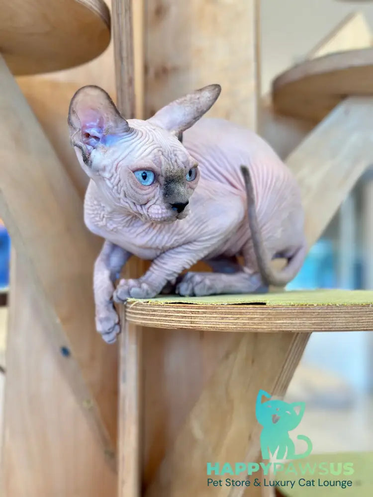 Luna Canadian Sphynx female blue pointed - live animals
