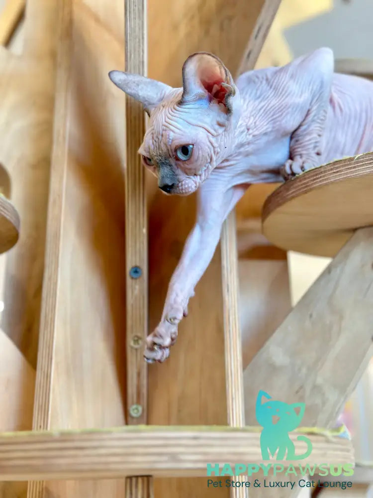 Luna Canadian Sphynx female blue pointed - live animals