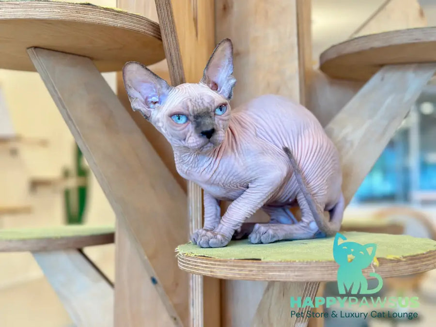 Luna Canadian Sphynx female blue pointed - live animals