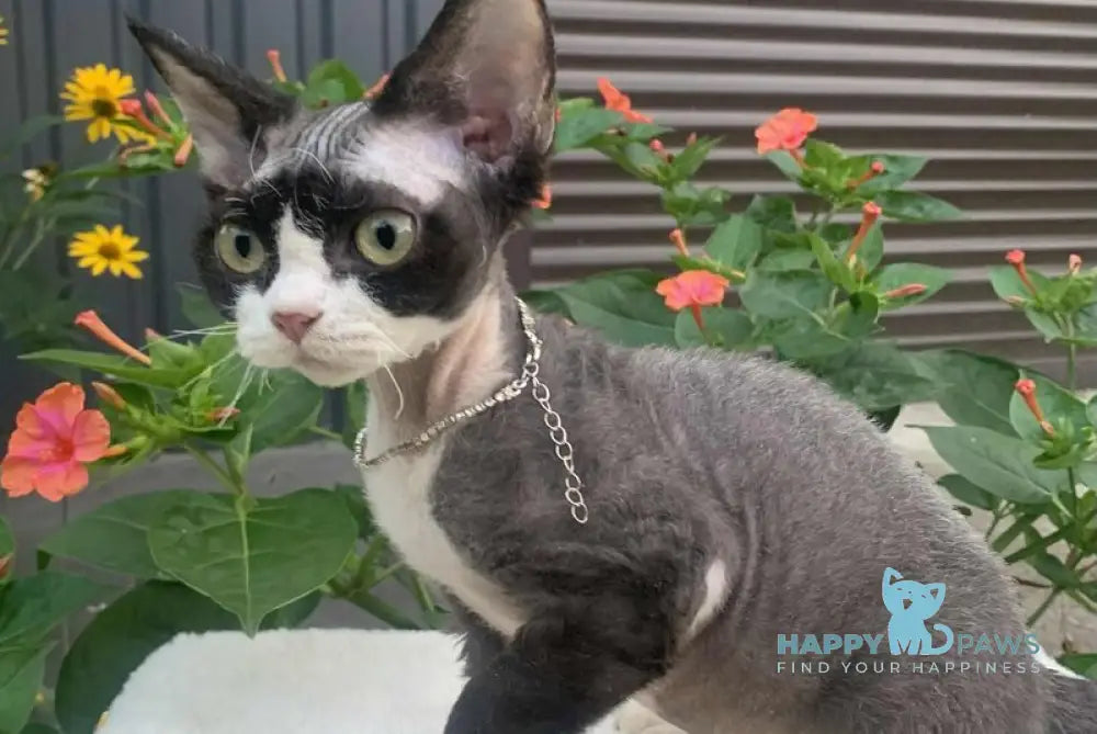 Luna Devon Rex female black bicolour live animals