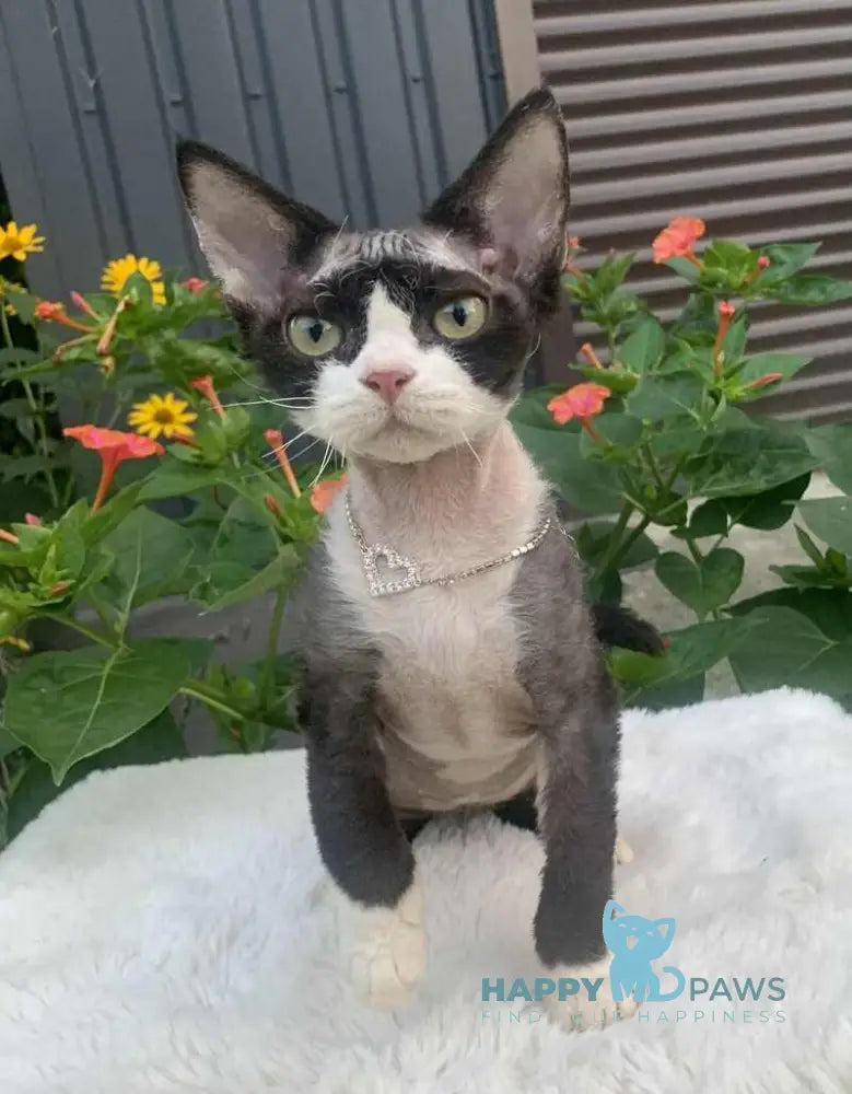 Luna Devon Rex female black bicolour live animals
