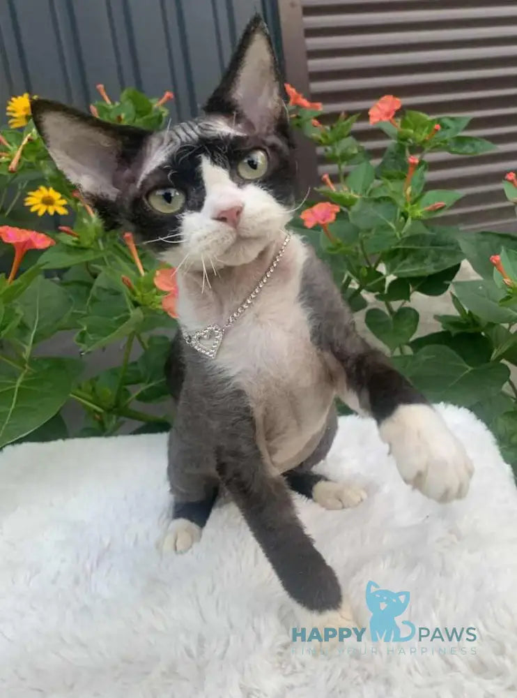 Luna Devon Rex female black bicolour live animals