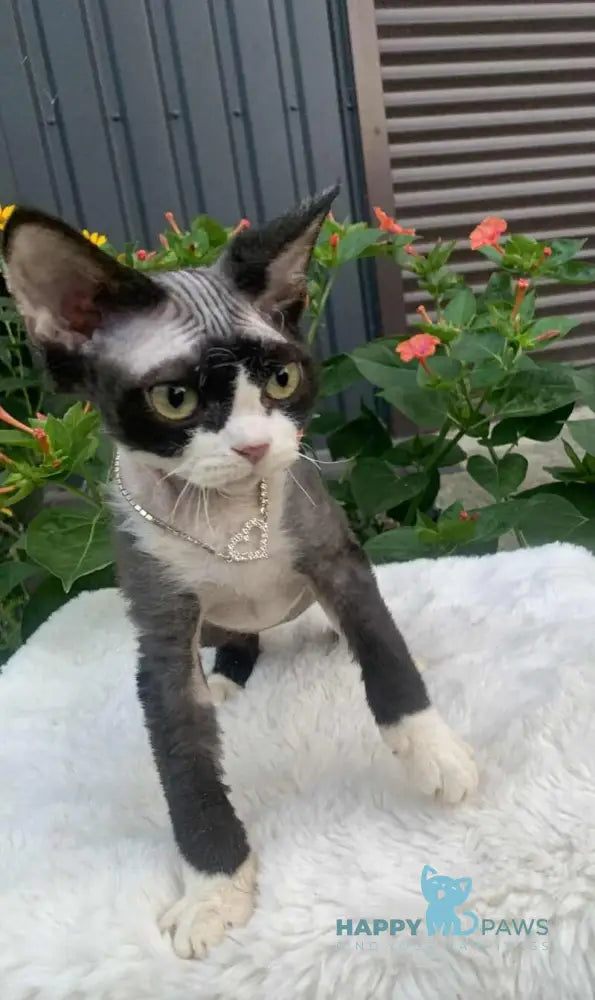 Luna Devon Rex female black bicolour live animals