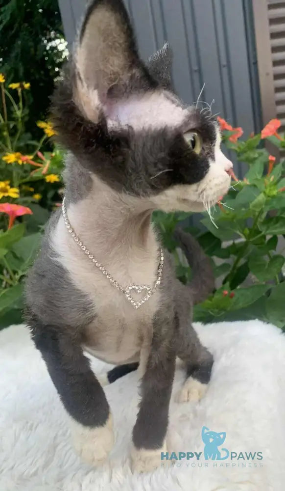 Luna Devon Rex female black bicolour live animals