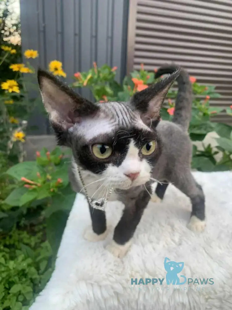 Luna Devon Rex female black bicolour live animals